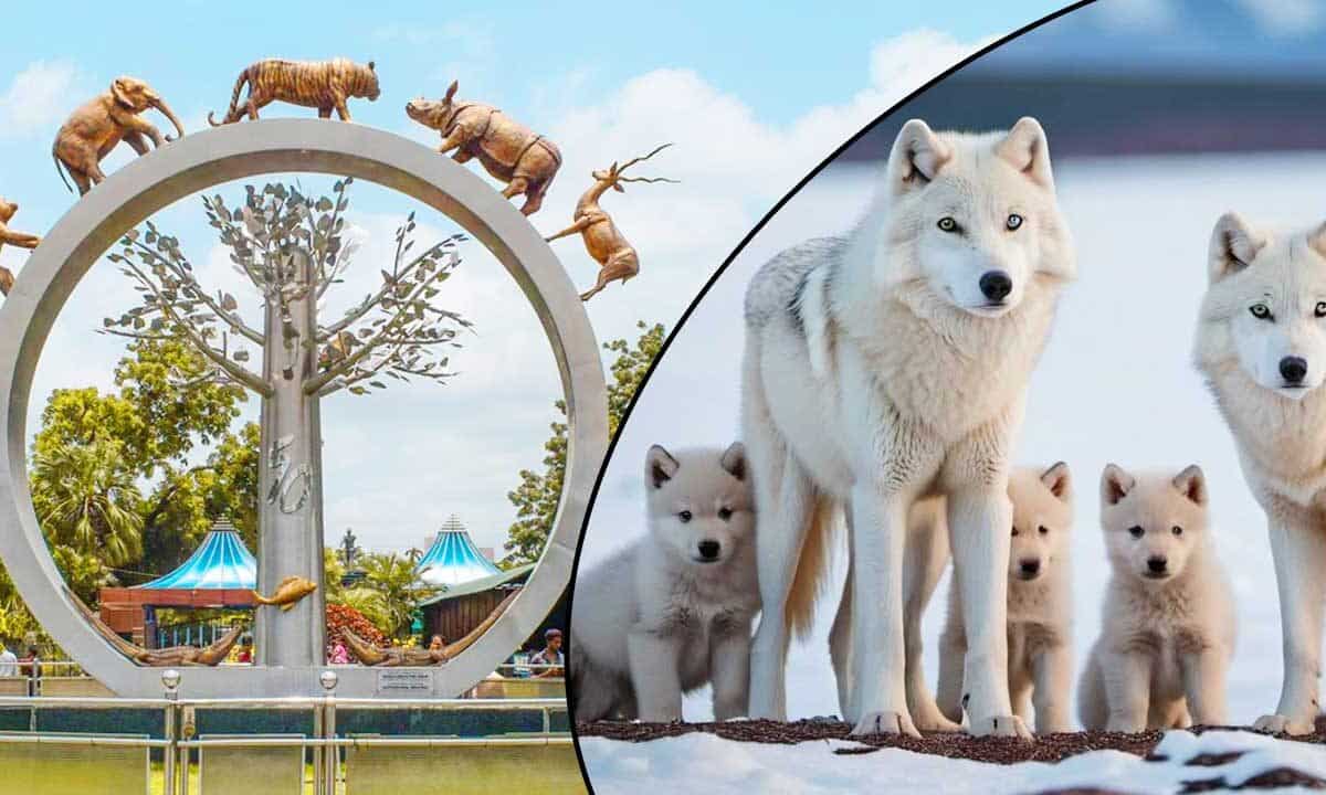 Hyderabad's Nehru Zoological Park Prepares for Historic Birth of Wolf Pups