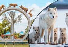 Hyderabad's Nehru Zoological Park Prepares for Historic Birth of Wolf Pups