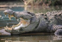 Telangana Farmer Killed in Crocodile Attack Near River Bhima