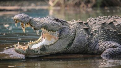 Telangana Farmer Killed in Crocodile Attack Near River Bhima