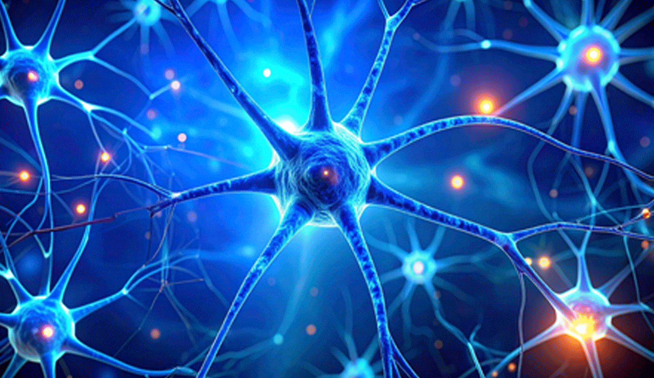 Study shows impact of weight loss drugs on nerve cells in brain