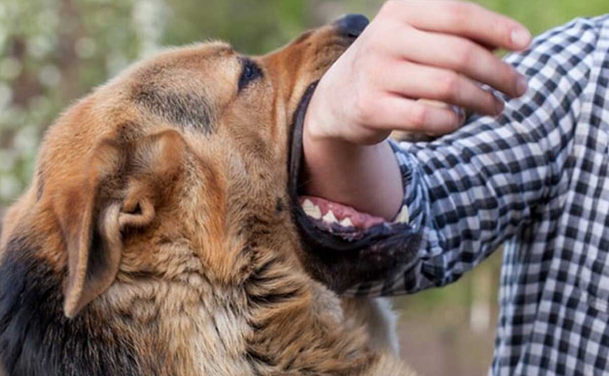 Credit Card Recovery Turns Violent in Hyderabad: Man Sets Dog on Agent