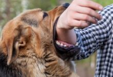 Credit Card Recovery Turns Violent in Hyderabad: Man Sets Dog on Agent