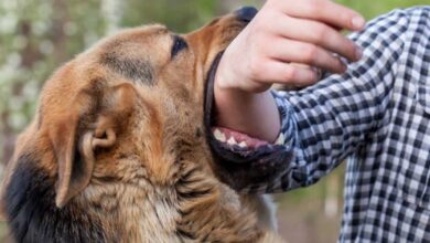 Credit Card Recovery Turns Violent in Hyderabad: Man Sets Dog on Agent