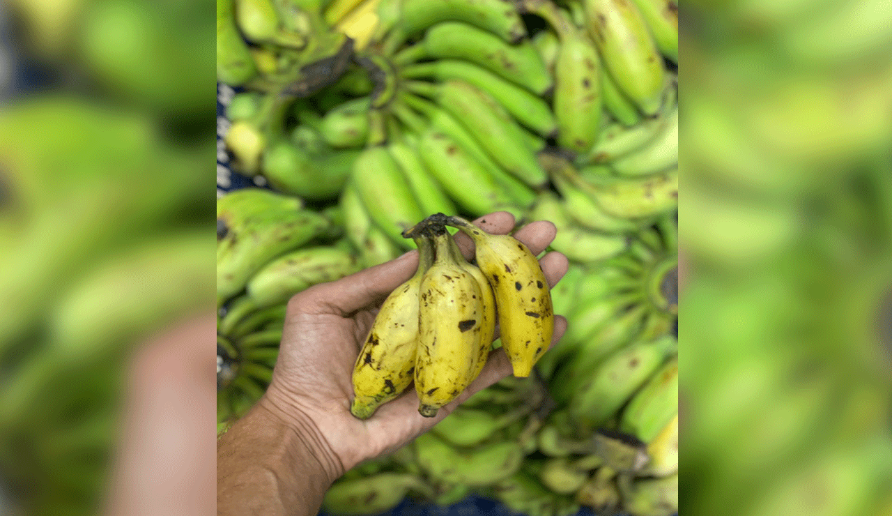 60 pc of banana growing areas hit by climate change globally; calls for more support to farmers