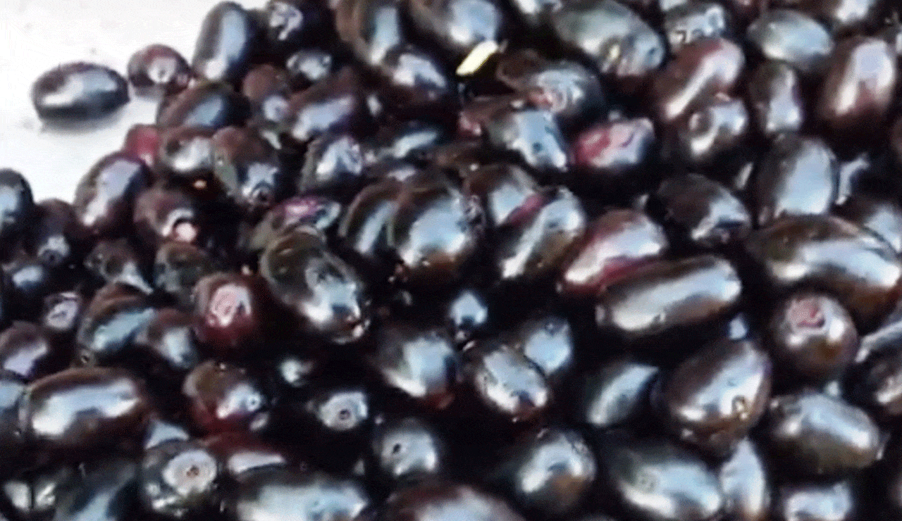 Black Plum | The Health-Giving Black Plum: A Divine Remedy for Kidney and Sugar (Diabetes) Patients