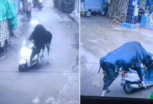 Bull Rides Scooter in Bizarre Viral CCTV Clip