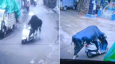 Bull Rides Scooter in Bizarre Viral CCTV Clip