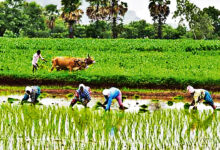 Telangana: Tenant Farmers Betrayed Again? Congress Faces Heat Over Broken Promises