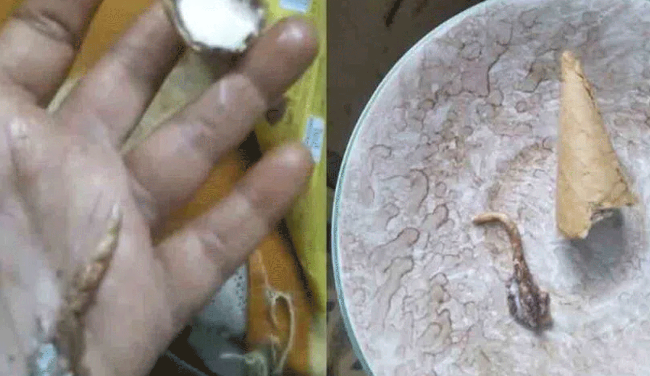 Shocking! Lizard Tail Found in Cone Ice Cream – Woman Hospitalized with Severe Stomach Pain
