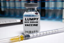 Bharat Biotech Subsidiary Biovet Launches Indigenous Vaccine for Lumpy Skin Disease