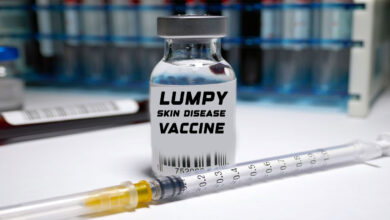 Bharat Biotech Subsidiary Biovet Launches Indigenous Vaccine for Lumpy Skin Disease