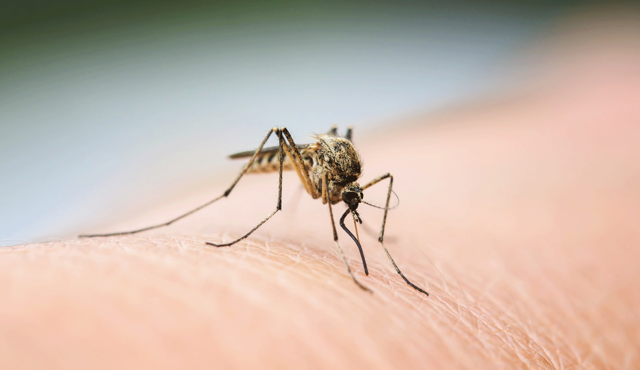 Natural Mosquito Repellent: Try Home Remedy to Keep Insects Away This Summer