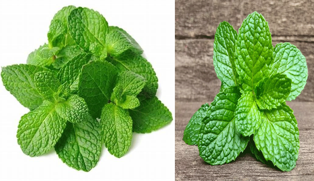 Eat These Leaves on an Empty Stomach for a Month – See Amazing Health Benefits!