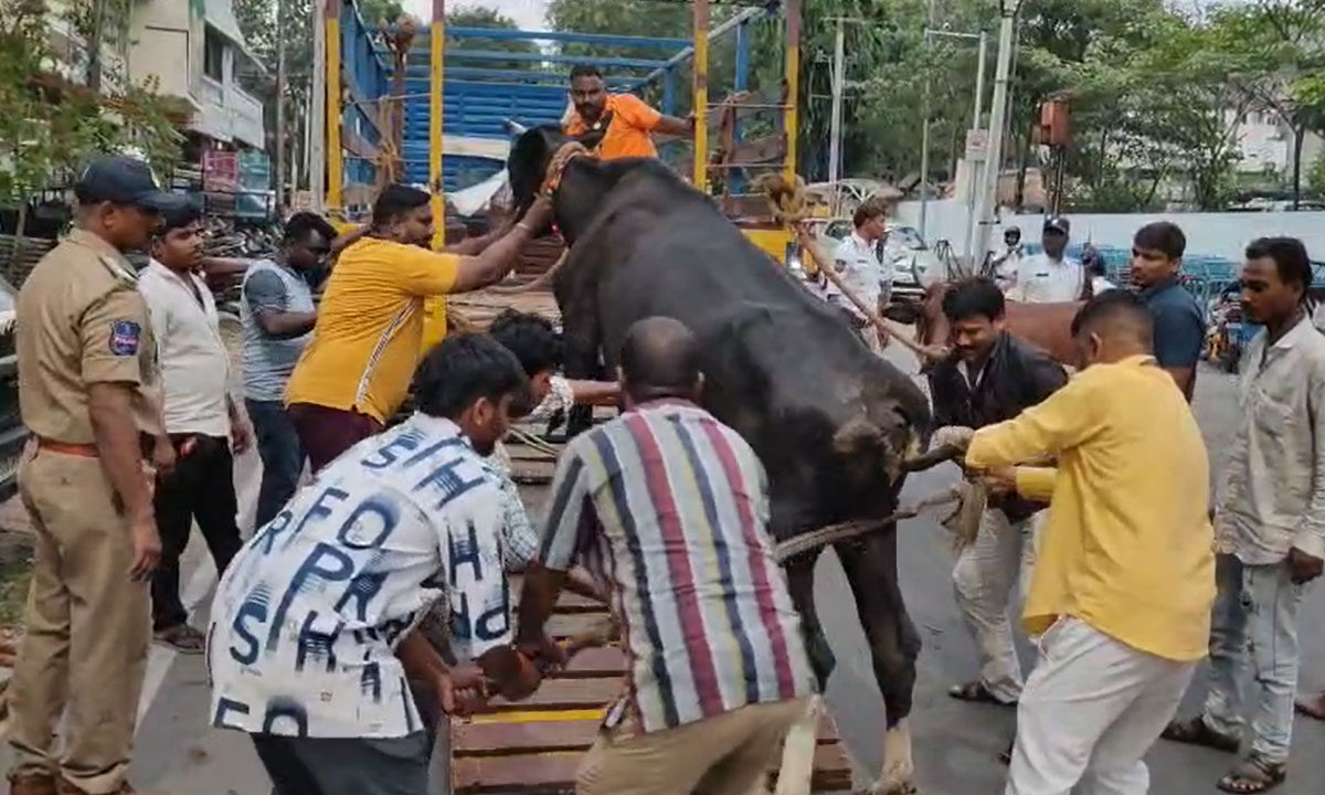 Hyderabad: Stray Cows, Bulls Removed in Joint Operation by Police and GHMC