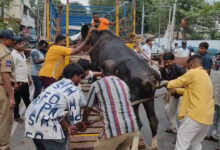 Hyderabad: Stray Cows, Bulls Removed in Joint Operation by Police and GHMC