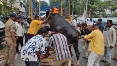 Hyderabad: Stray Cows, Bulls Removed in Joint Operation by Police and GHMC