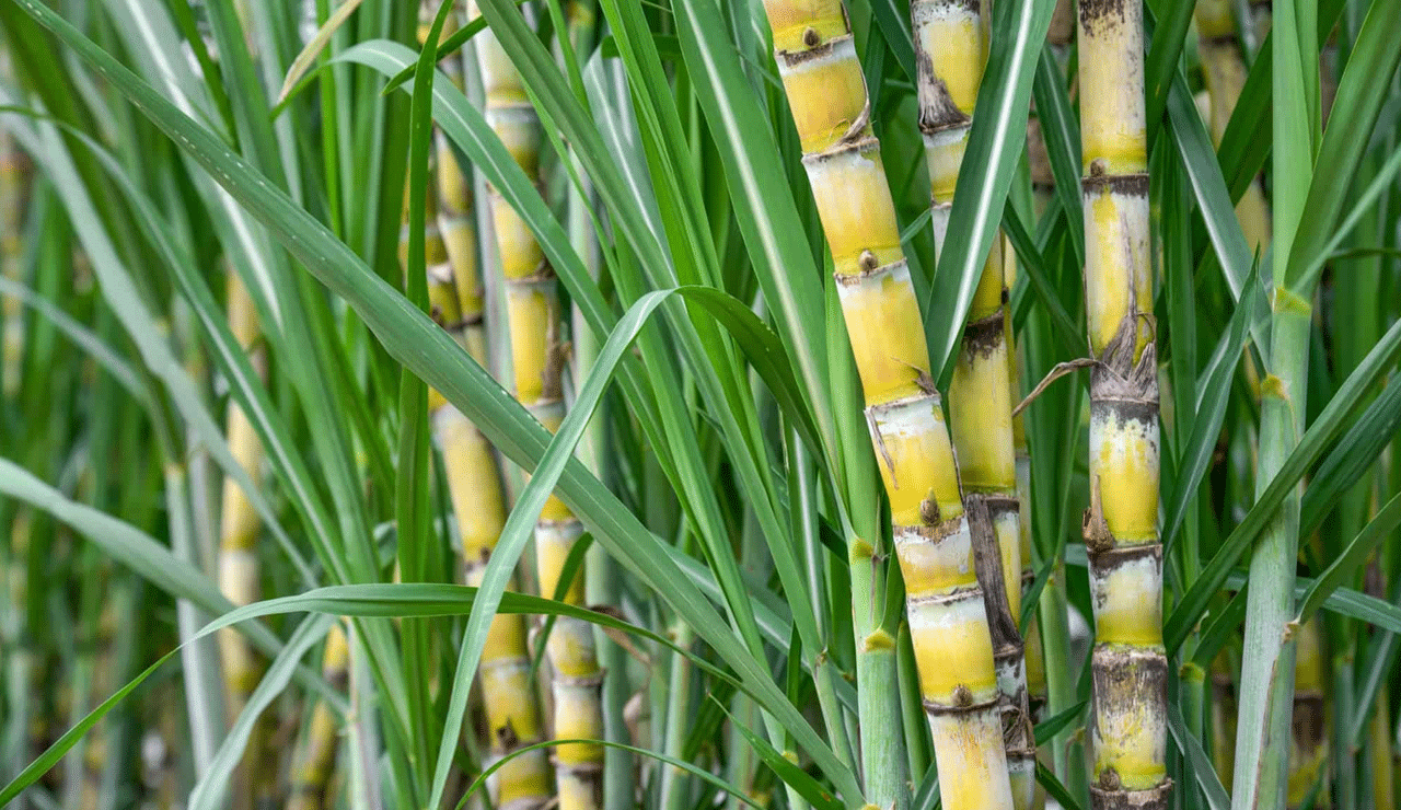 Telangana’s Sugarcane Cultivation Hits Historic Low, Farmers Face Crisis