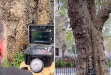 Talking Tree: 200-Year-Old Tree Speaks Through AI; Is This the Future of Nature? Video