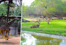 Hyderabad to Get a Second Zoo Featuring Exotic Species from Around the World