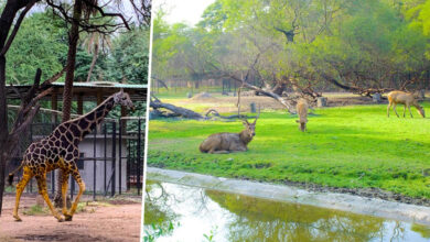 Hyderabad to Get a Second Zoo Featuring Exotic Species from Around the World