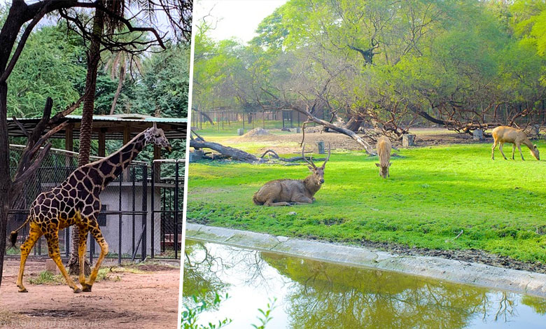 Hyderabad to Get a Second Zoo Featuring Exotic Species from Around the World