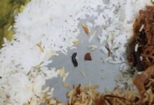 Hyderabad Horror: Insect in JNTU Girls Hostel Dinner Sparks Student Outrage