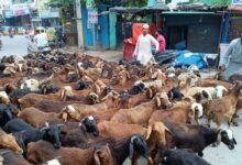 Hyderabad: Qurbani Animal Prices Surge Ahead of Eid al-Adha 2025