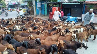 Hyderabad: Qurbani Animal Prices Surge Ahead of Eid al-Adha 2025