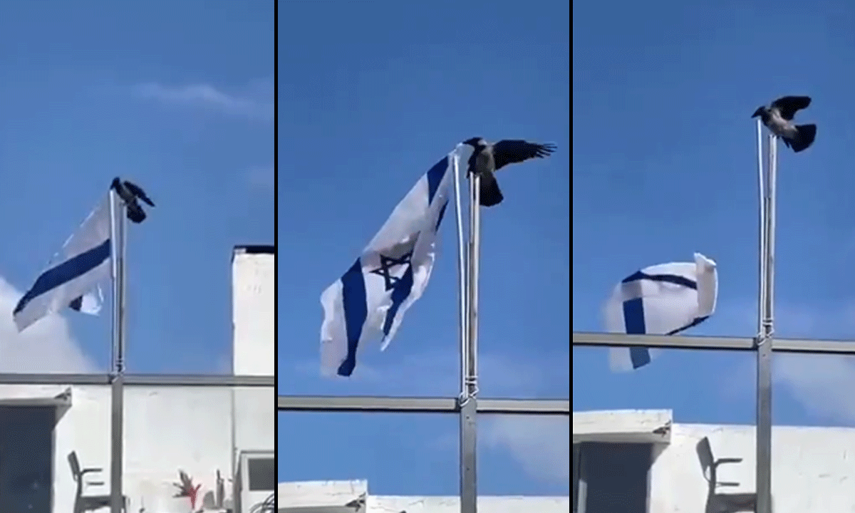 Viral Video: Crow Pulls Down Israeli Flag Amid Israel-Iran War Tensions