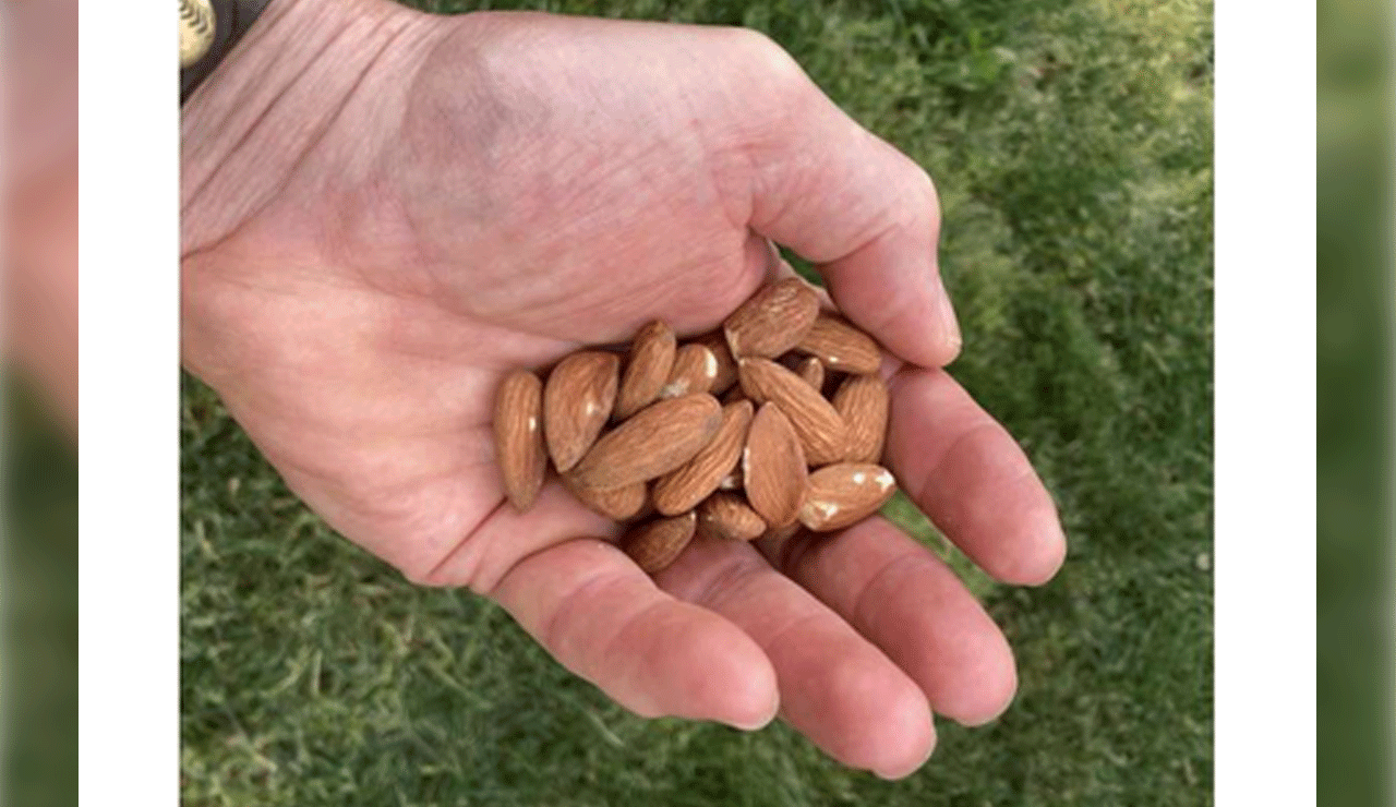 A handful of almonds daily can help you fight metabolic syndrome
