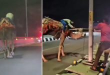 Hyderabad Flyover Turns into Desert Trail: Drunk Man Rides Camel at High Speed on PVNR Expressway