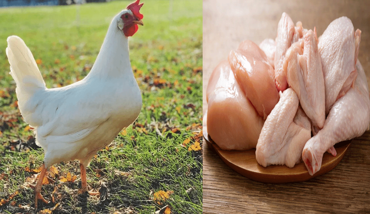 Shock for non-Veg Lovers! Chicken Prices Shoot Up Amid COVID Fears – Find Out Why