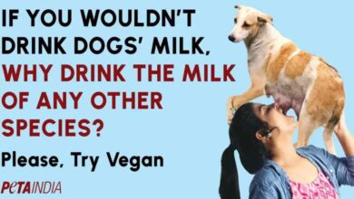"Woman Shown Drinking Dog’s Milk in Shocking PETA Billboard (Video)"