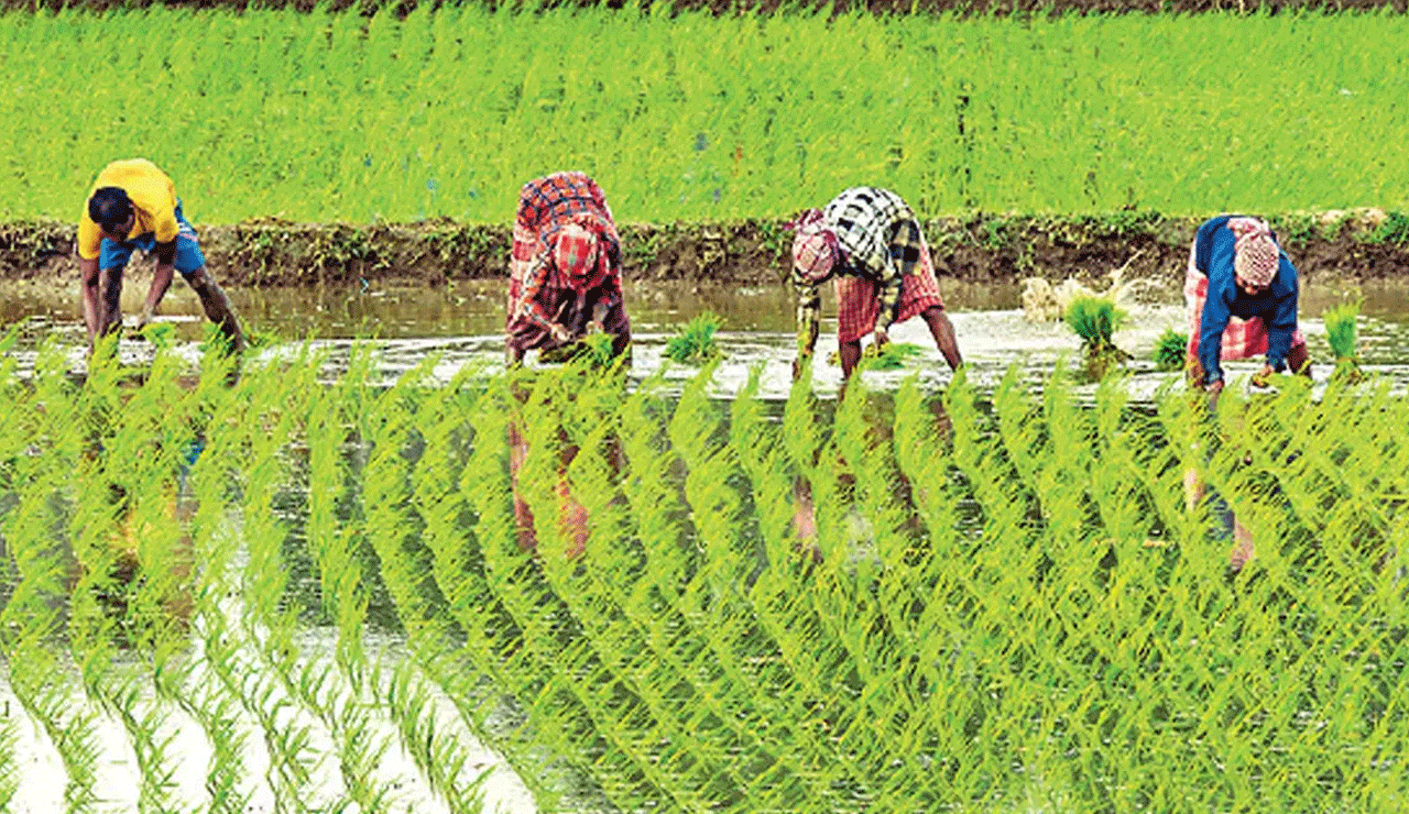 Government Announces Good News for Farmers: Issues GO for Compensation Relief