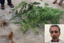 Man Growing Ganja Alongside Flower Plants Arrested in Shamshabad