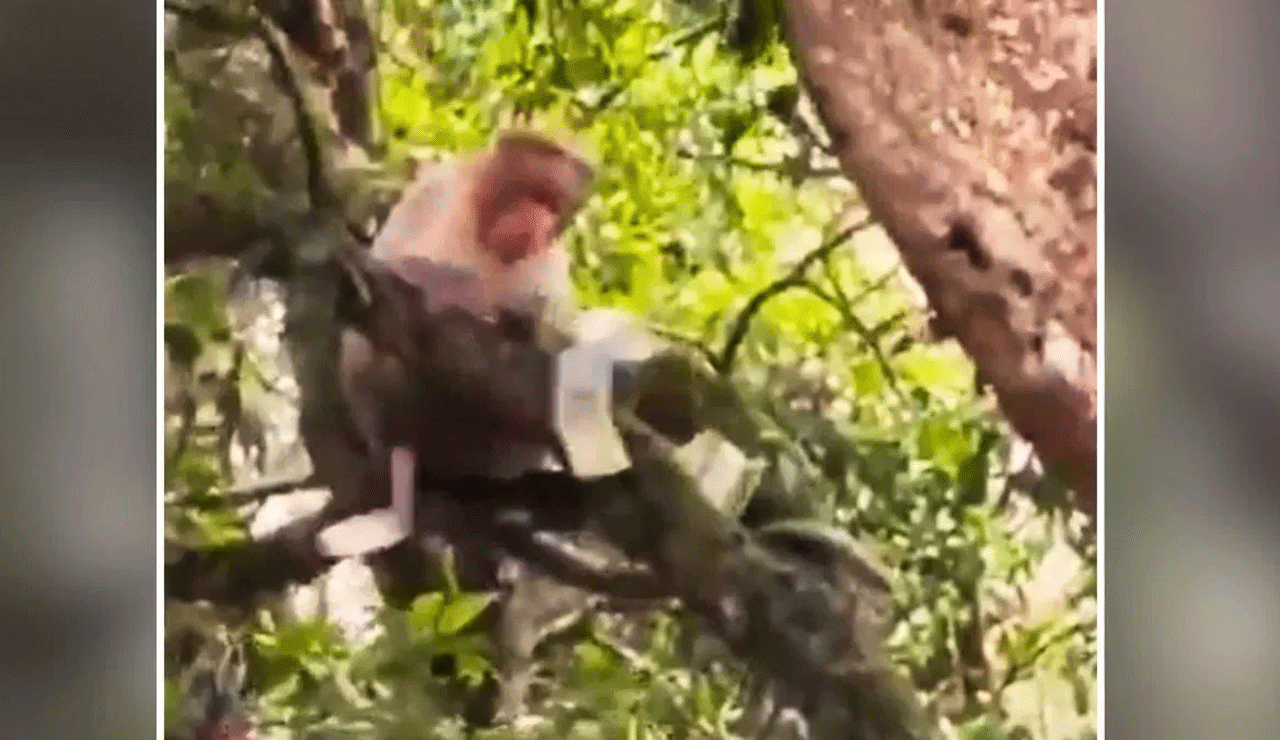 Viral Video: Monkey Rains ₹500 Notes from Tree — Whose Money Was It?