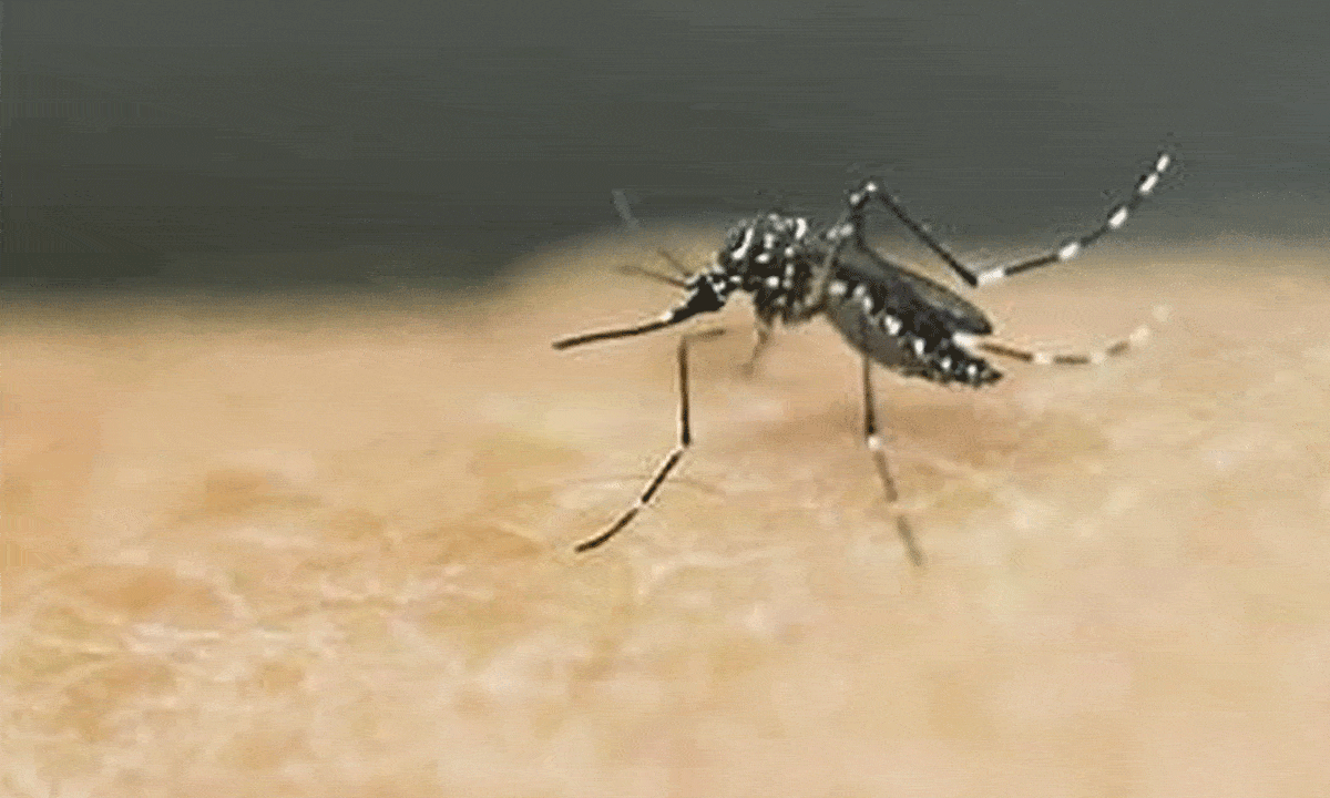 Mosquito Trouble at Home? Follow These Natural Tips to Keep Them Away!