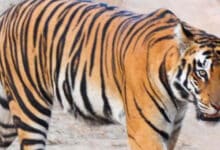 Tiger Sighting Sparks Panic in Telangana’s Adilabad Forest Areas