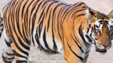 Tiger Sighting Sparks Panic in Telangana’s Adilabad Forest Areas