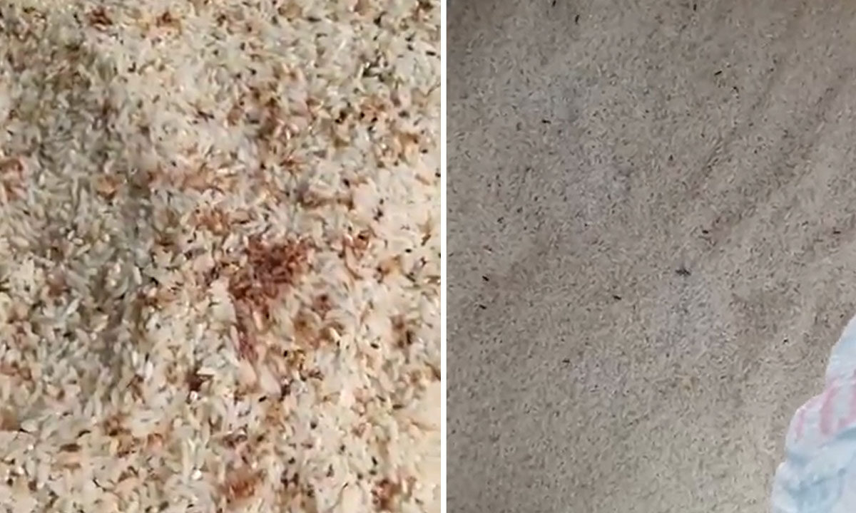 Telangana: Worm-Infested Ration Rice Sparks Outrage, Women Question Government