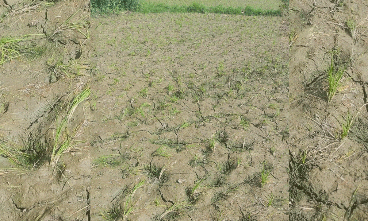 Telangana Kharif Sowing Impacted by Rain Deficit Despite Early Monsoon