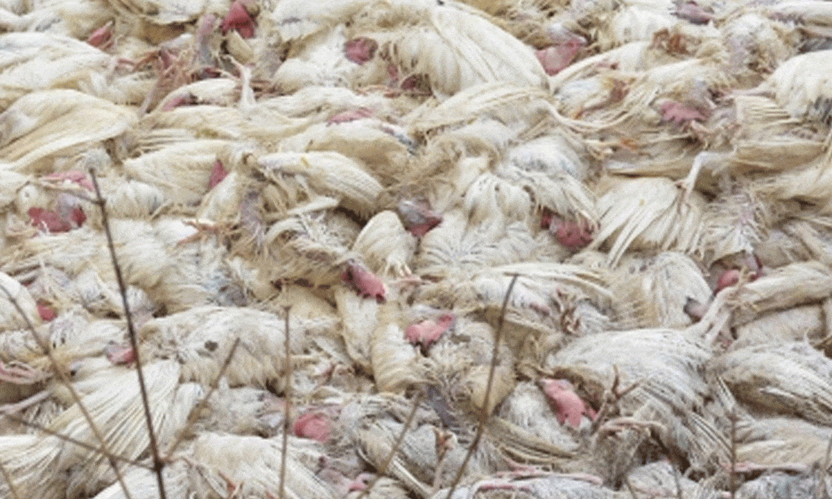 India experienced 41 outbreaks of bird flu in 10 states in 2025: Centre