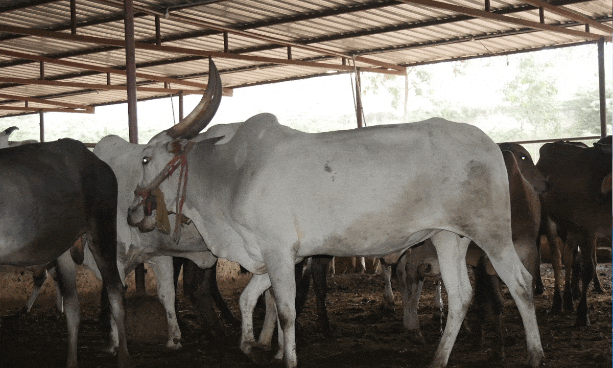 40-Acre Goshala Project Launched in Vemulawada to Support Temple Bull Care