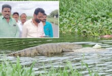 Crocodile Sighting on the Banks of Musi River in LB Nagar, Locals Demand Immediate Action