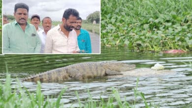Crocodile Sighting on the Banks of Musi River in LB Nagar, Locals Demand Immediate Action