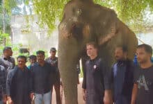Muharram: Lakshmi Elephant Arrives Safely in Hyderabad Ahead of Bibi Ka Alam Procession