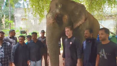 Muharram: Lakshmi Elephant Arrives Safely in Hyderabad Ahead of Bibi Ka Alam Procession
