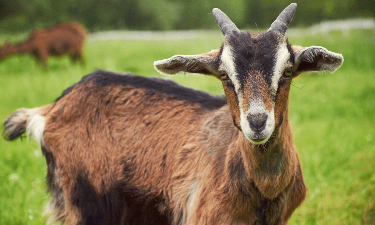 Goat Sacrifice in Siddipet Sparks Outrage; FIR Registered After PETA Complaint