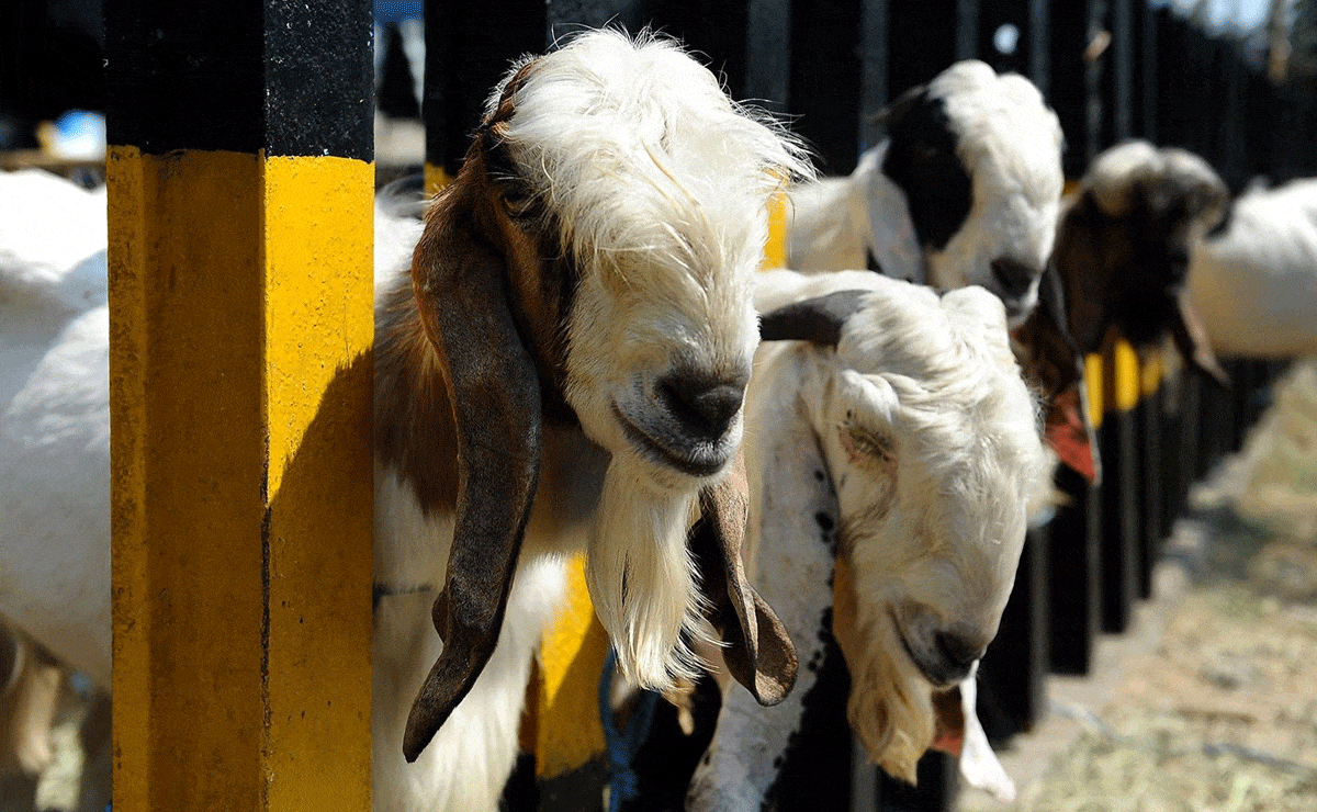 Goat Sacrifice in Telangana Temple Causes Public Anger; Police Start Investigation